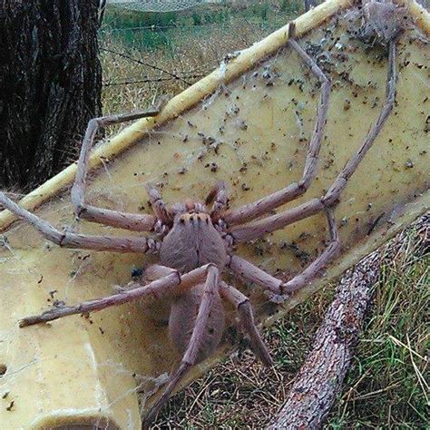 female omothymus spider|How To Care For A Pet Malaysian Earthtiger Tarantula